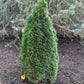 THUJA OCCIDENTALIS `EMERALD PETITE`