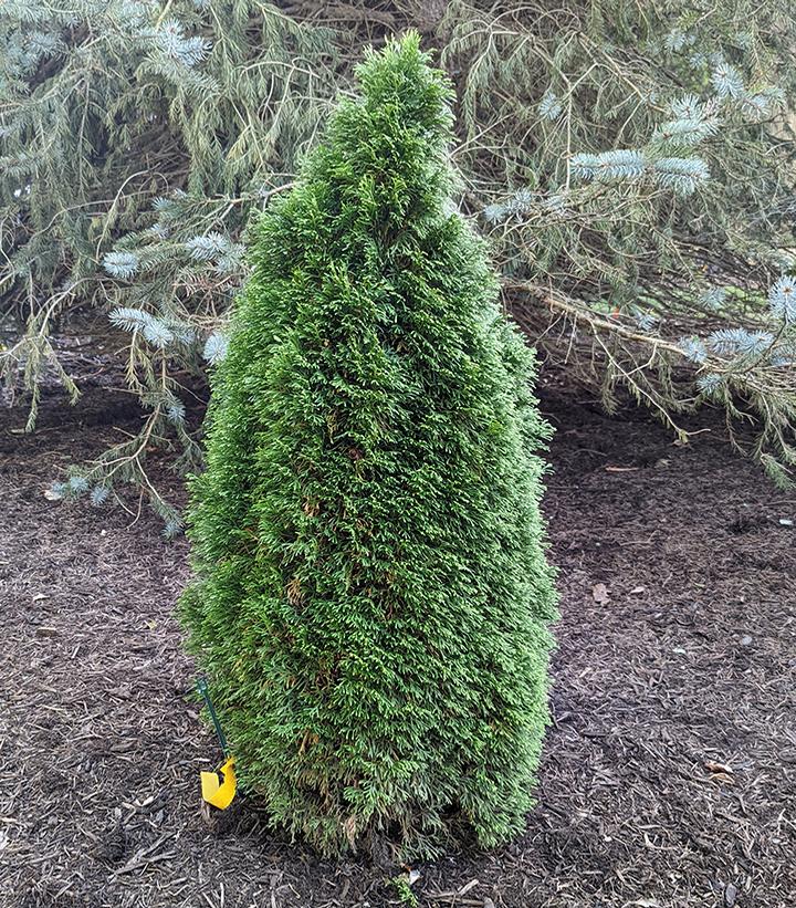 THUJA OCCIDENTALIS `EMERALD PETITE`