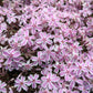 PHLOX SUBULATA `CANDY STRIPE`