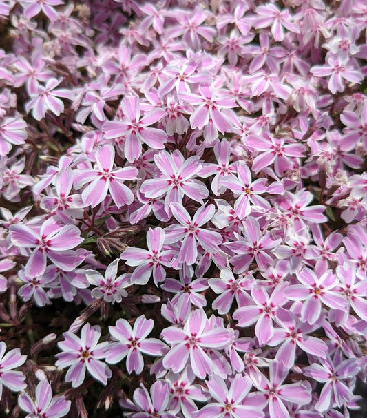 PHLOX SUBULATA `CANDY STRIPE`