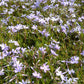 PHLOX SUBULATA `EMERALD BLUE`