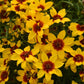 COREOPSIS DESIGNER THREADS® `GOLDEN NEEDLES`-Tickseed