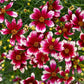 COREOPSIS DESIGNER THREADS® `HEARTSTRINGS`-Tickseed