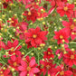 COREOPSIS DESIGNER THREADS® `SCARLET RIBBONS`-Tickseed
