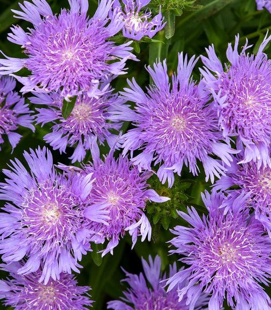 STOKESIA TOTALLY STOKED™ `RIPTIDE`