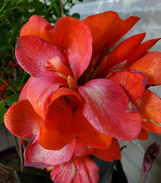 CANNA CANNOVA® `ORANGE SHADES`