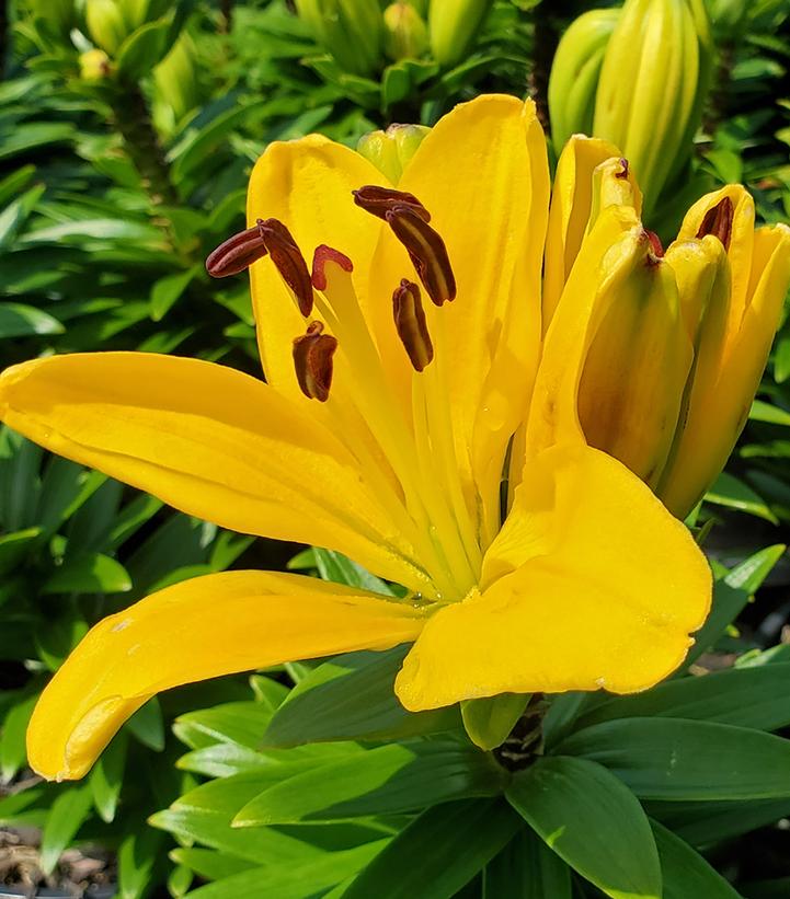 LILIUM ASIATIC `CHARLOTTE`S JOY` (YELLOW)