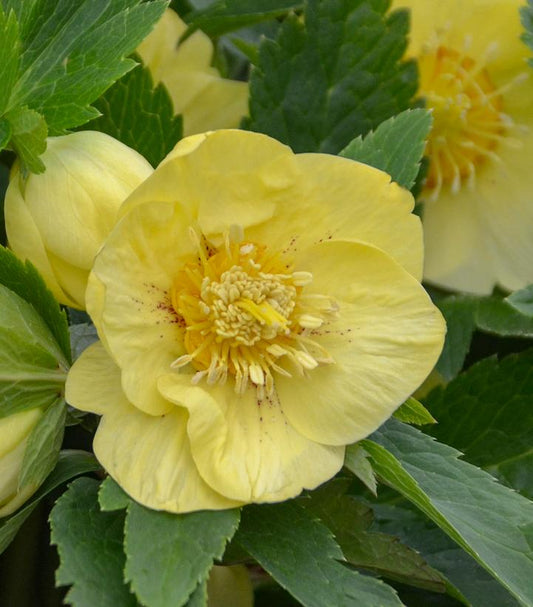 HELLEBORUS HONEYMOON `CALIFORNIA DREAMING`-Lenten Rose