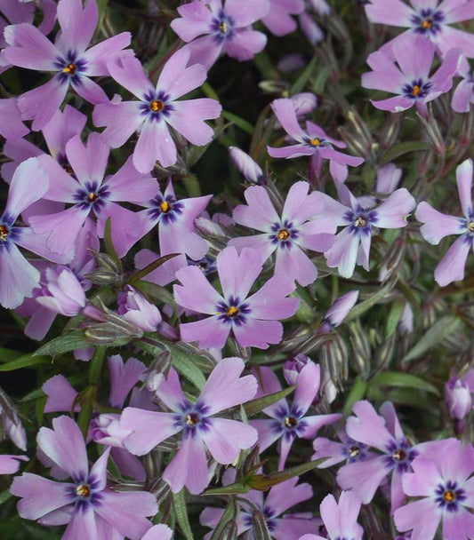 PHLOX SUBULATA `PURPLE BEAUTY`