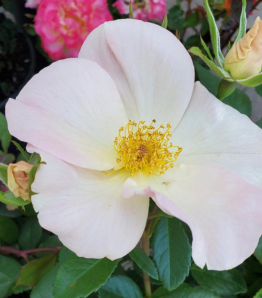 ROSA `SALLY HOLMES` - CL