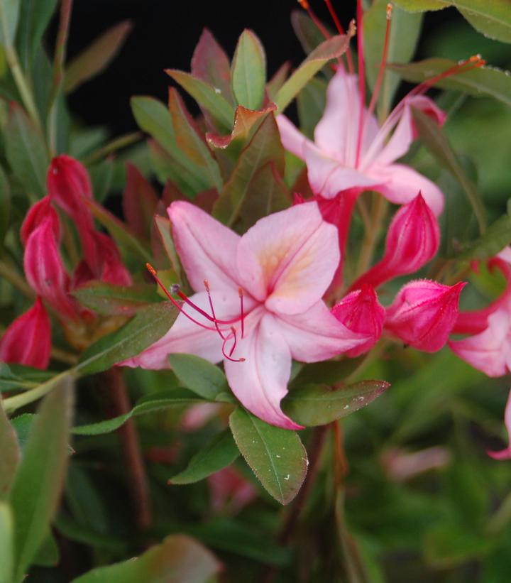 AZALEA VISCOSUM `WESTON'S LOLLIPOP`