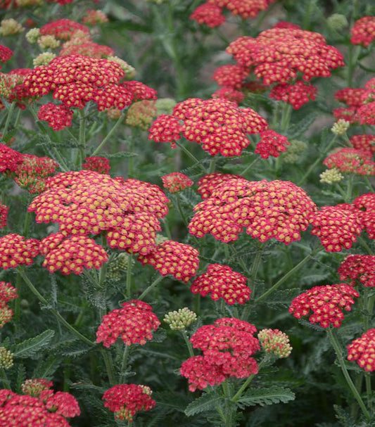 ACHILLEA `FIREFLY RED POP`