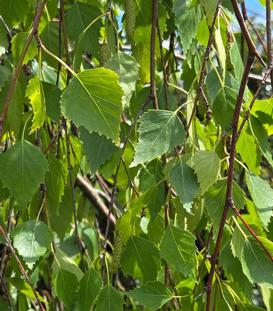 BETULA PENDULA `YOUNGII`