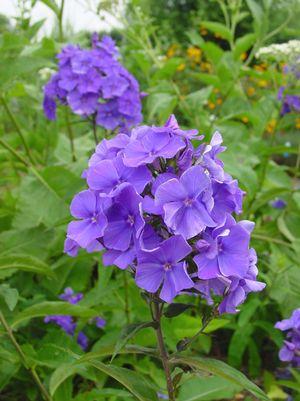 PHLOX PANICULATA `BLUE PARADISE`