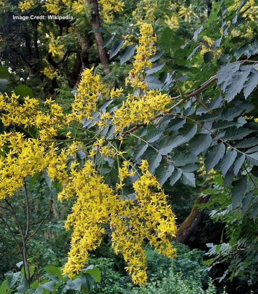 KOELREUTERIA PANICULATA