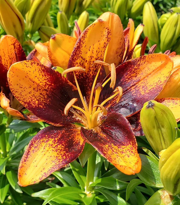 LILIUM ASIATIC `TRENDY LAS PALMAS` (ORANGE/BLACK)