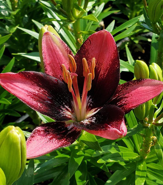 LILIUM ASIATIC `TRENDY SANTIAGO` (PINK/MAROON)