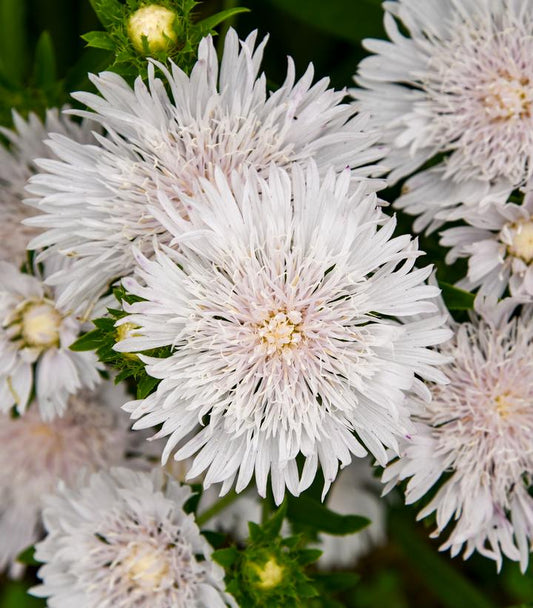 STOKESIA TOTALLY STOKED™ `WHITECAPS`