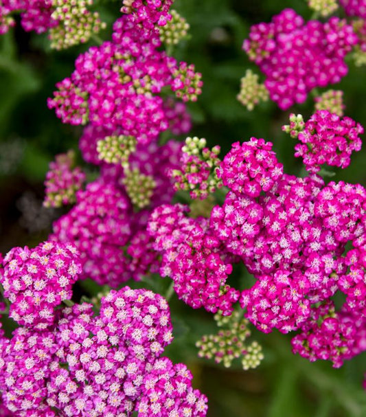 ACHILLEA `FIREFLY FUCHSIA`