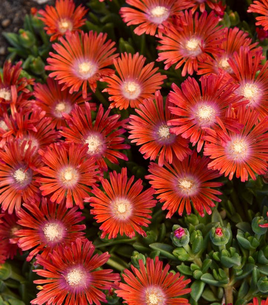 DELOSPERMA KALEIDOSCOPE™ `DANCING EMBERS`