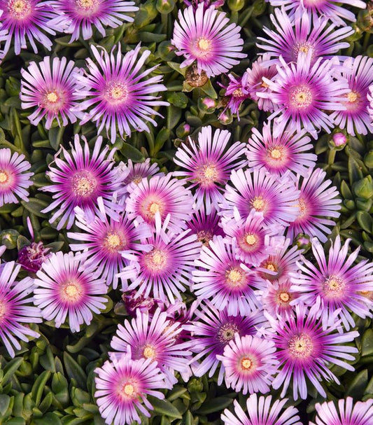 DELOSPERMA KALEIDOSCOPE™ `PINK RADIANCE`