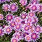 DELOSPERMA KALEIDOSCOPE™ `PINK RADIANCE`