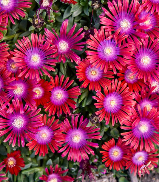 DELOSPERMA KALEIDOSCOPE™ `RAZZLE DAZZLE`