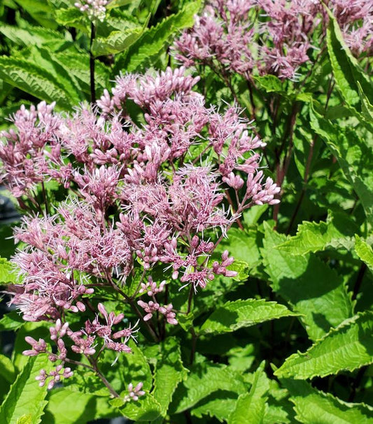 EUPATORIUM DUBIUM `LITTLE PYE`