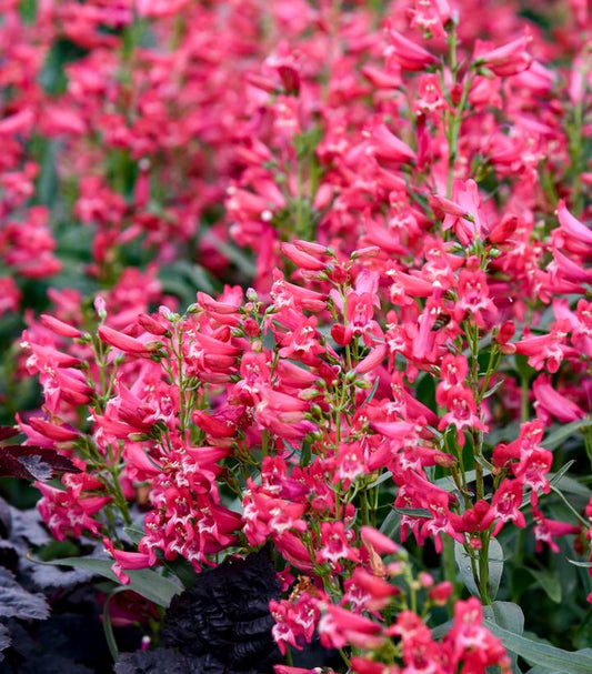 PENSTEMON BEJEWELED™ `ROSE RHINESTONES`