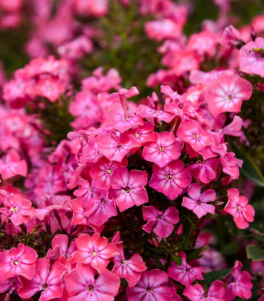 PHLOX LUMINARY `PINK LIGHTNING`