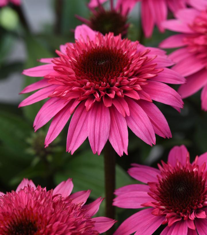 ECHINACEA DOUBLE SCOOP `WATERMELON DELUXE`