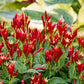 SPIGELIA MARILANDICA `APPLE SLICES`