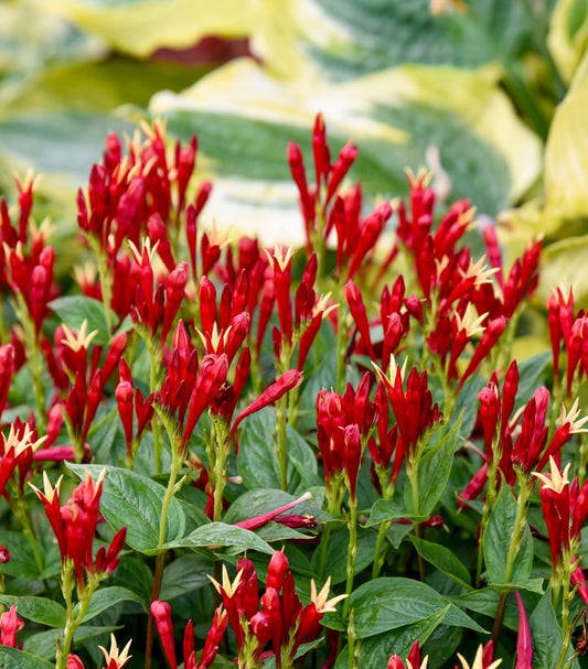 SPIGELIA MARILANDICA `APPLE SLICES`