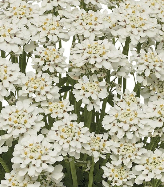 IBERIS SEMPERVIRENS `SNOWDRIFT`