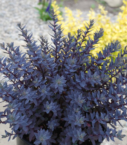 SEDUM SUN SPARKLER `SAPPHIRE TUFFET`