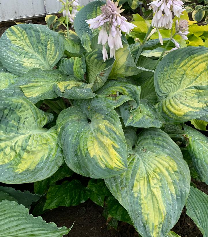 HOSTA SHADOWLAND `SOUND OF MUSIC`