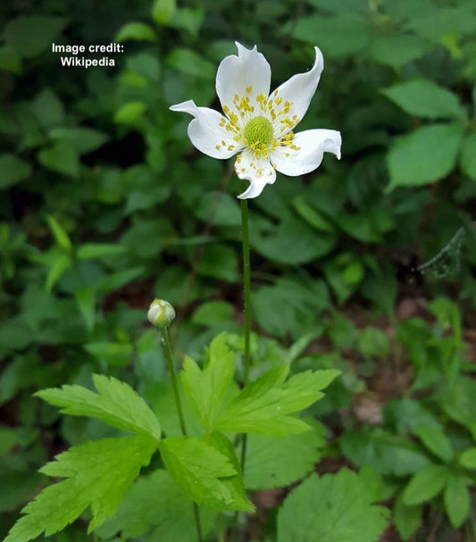ANEMONE VIRGINIANA