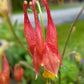 AQUILEGIA CANADENSIS `LITTLE LANTERNS`