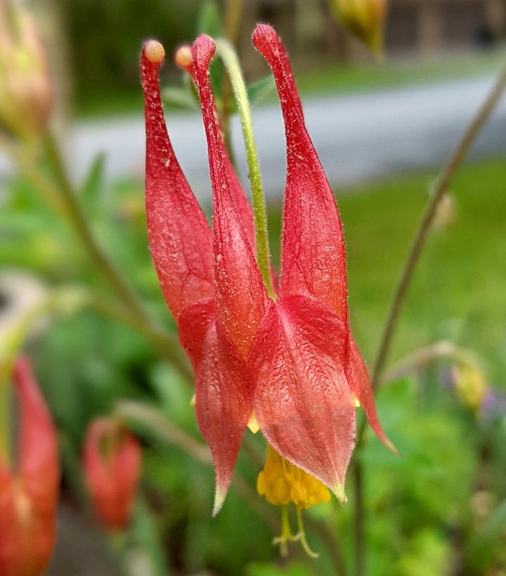 AQUILEGIA CANADENSIS `LITTLE LANTERNS`