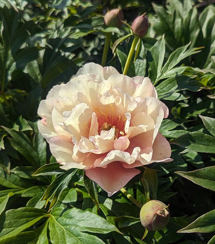 PAEONIA ITOH `SCRUMDIDDLYUMPTIOUS`