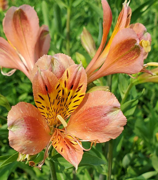 ALSTROEMERIA `CORAL CHAOS`