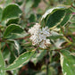 CORNUS ALBA `SGT. PEPPER`