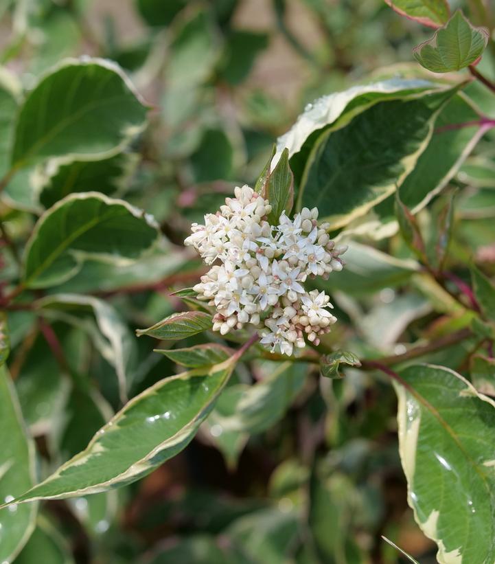 CORNUS ALBA `SGT. PEPPER`