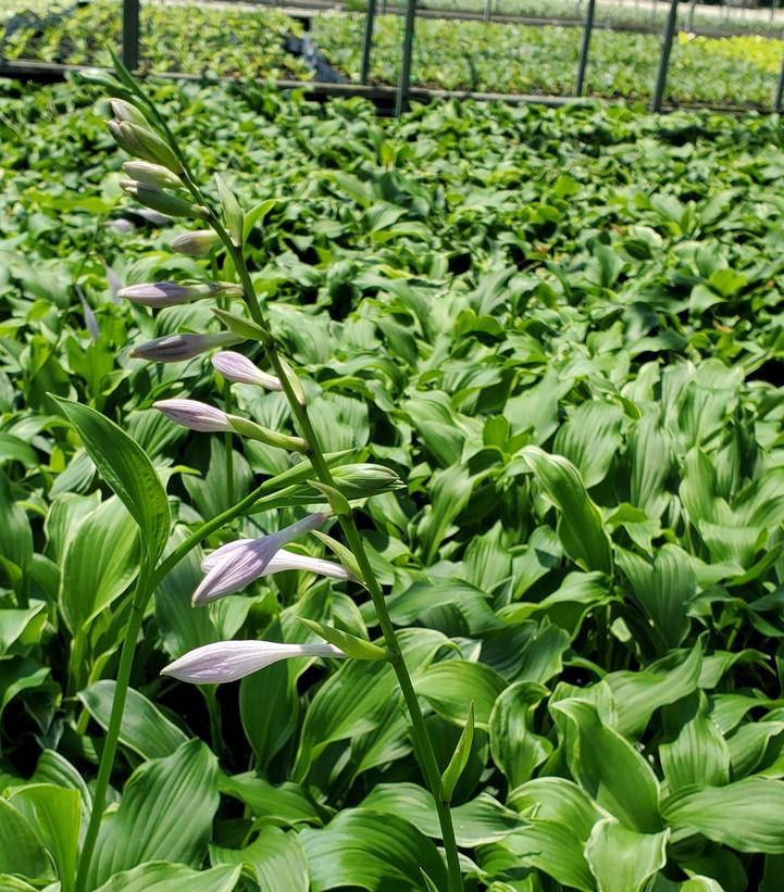 HOSTA `SO SWEET`