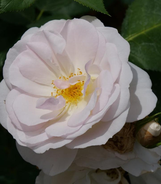 ROSA FLAVORETTE `PEAR'D`