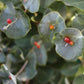 LONICERA RETICULATA `KINTZLEY'S GHOST`