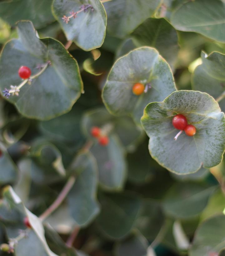 LONICERA RETICULATA `KINTZLEY'S GHOST`