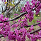 CERCIS CANADENSIS `LUSCIOUS LAVENDER`