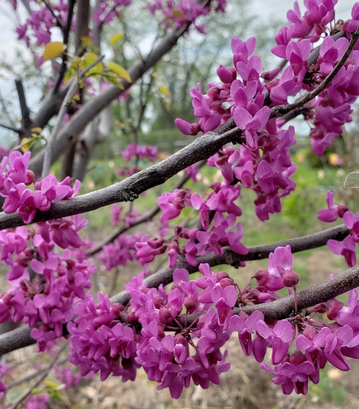 CERCIS CANADENSIS `LUSCIOUS LAVENDER`