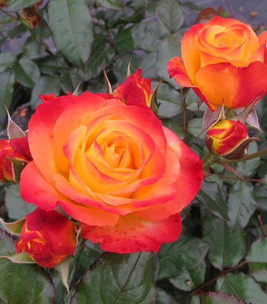 ROSA `OSO EASY EN FUEGO`